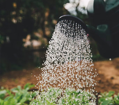 Landscaping Specialists Cape Town